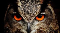 Texas hillbillies big stone owl bohemian grove
