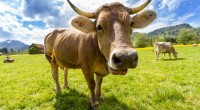 Cow tipping is a lot of bull jokes