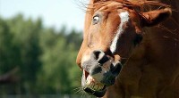 Stupid Canadian Horse