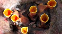 Baby birds nest open mouths feeding