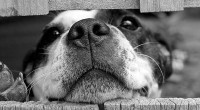 Why your dog really goes outside