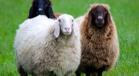 Dumb, stupid sheep people